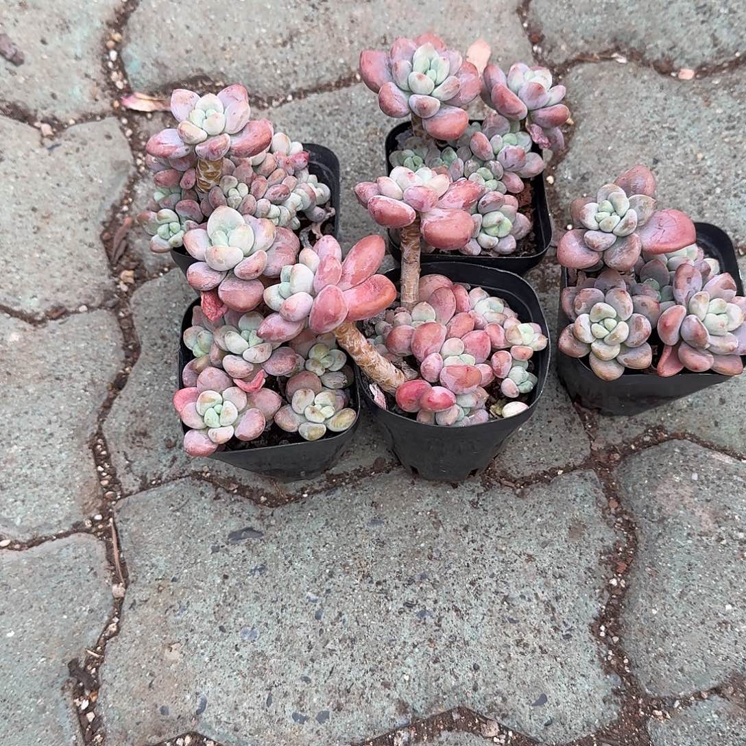 随单下播福利洛神多肉植物