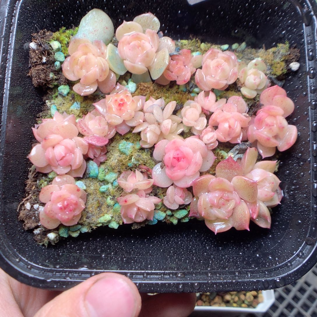 无花朵Q34。yyyyyyy