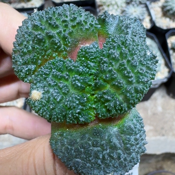 福利苗接大尤哥斯拉076