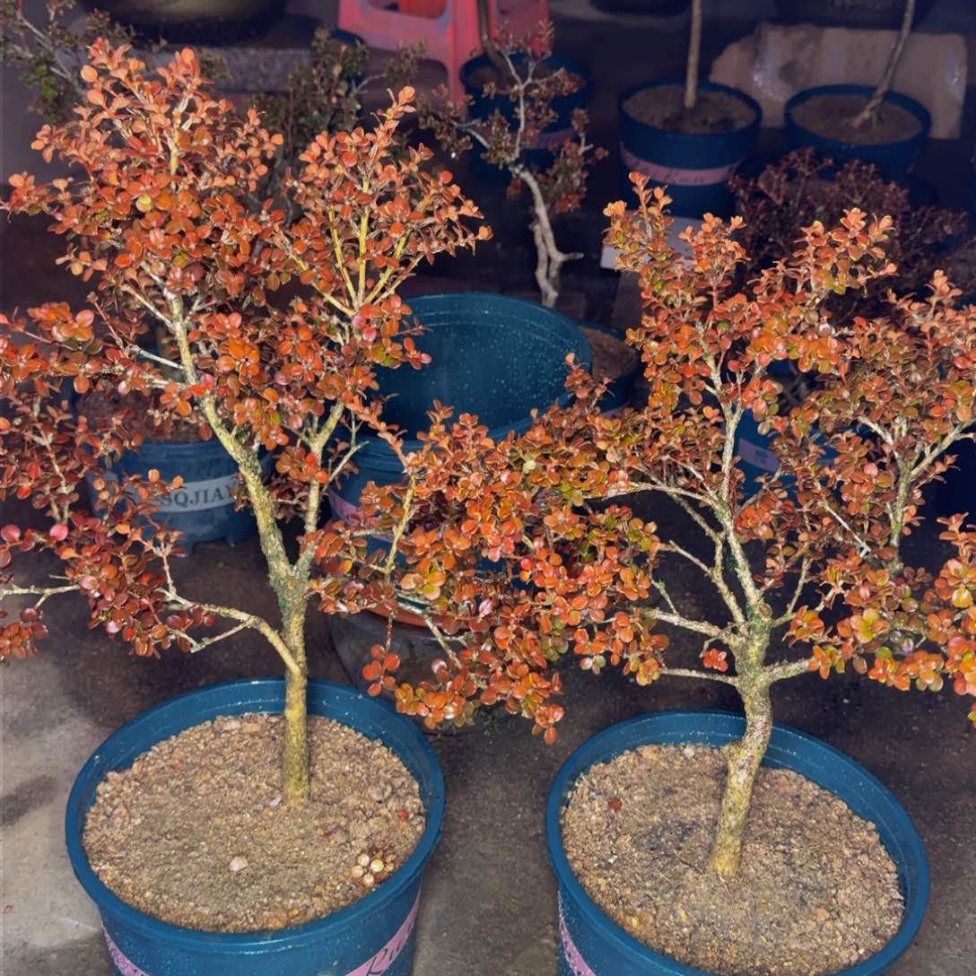 完全开放金****造安徽珍珠黄杨