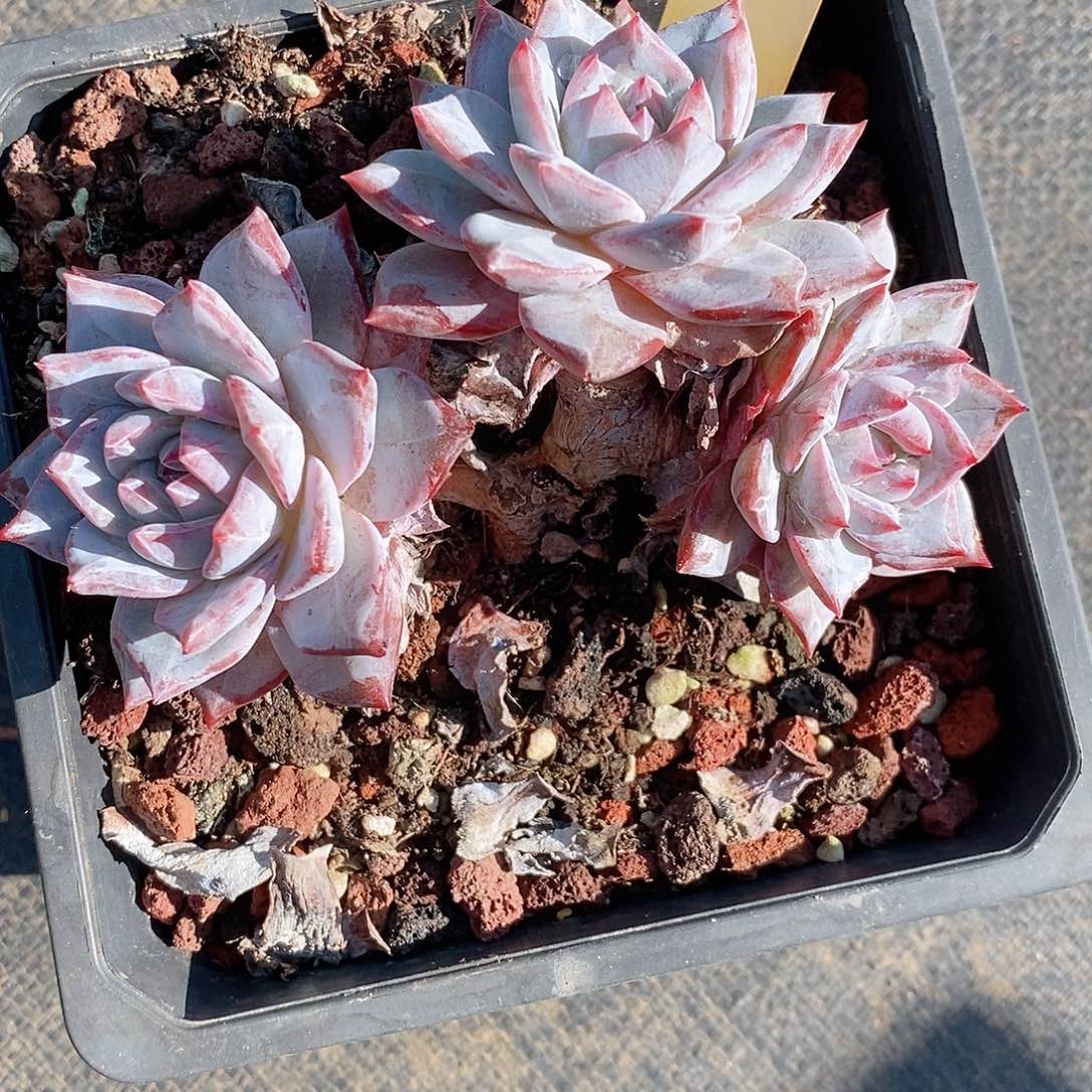 依*365多肉植物老桩