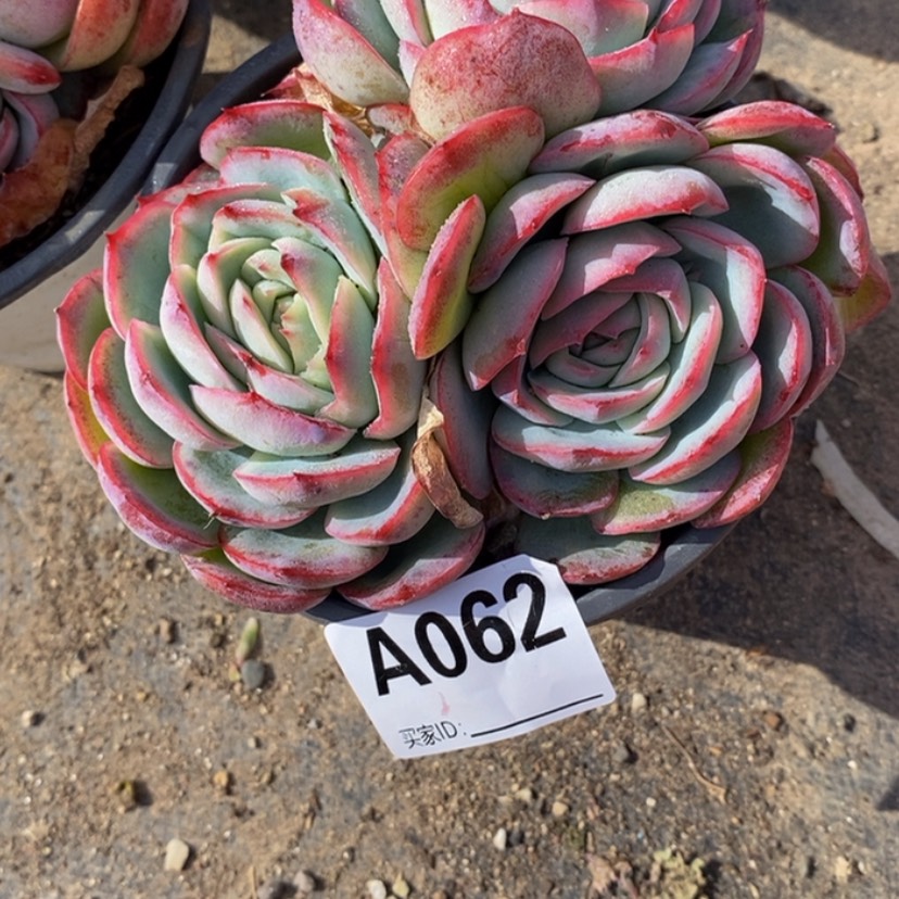 【闪购商品】R****l多肉植物