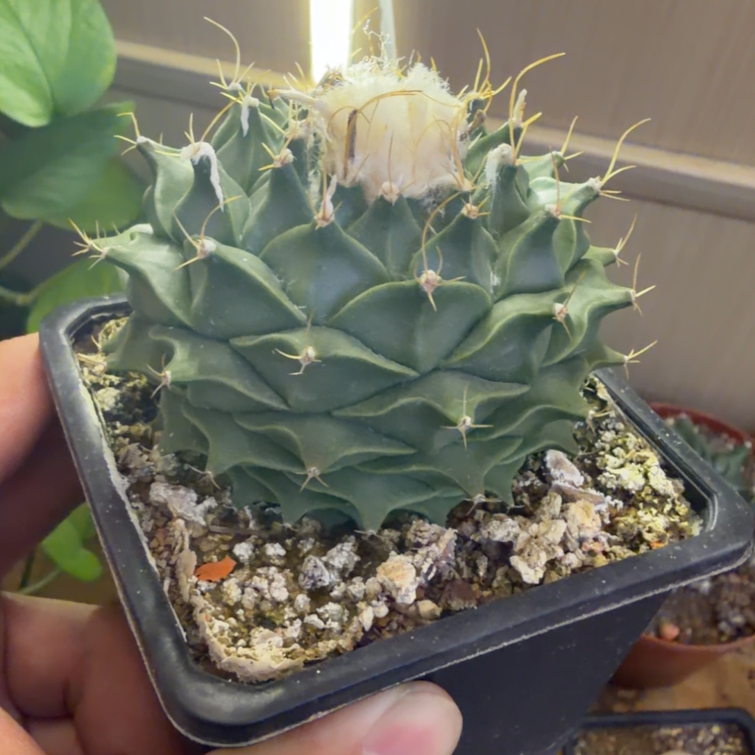 实生进口大优蒂冠品相自观如图