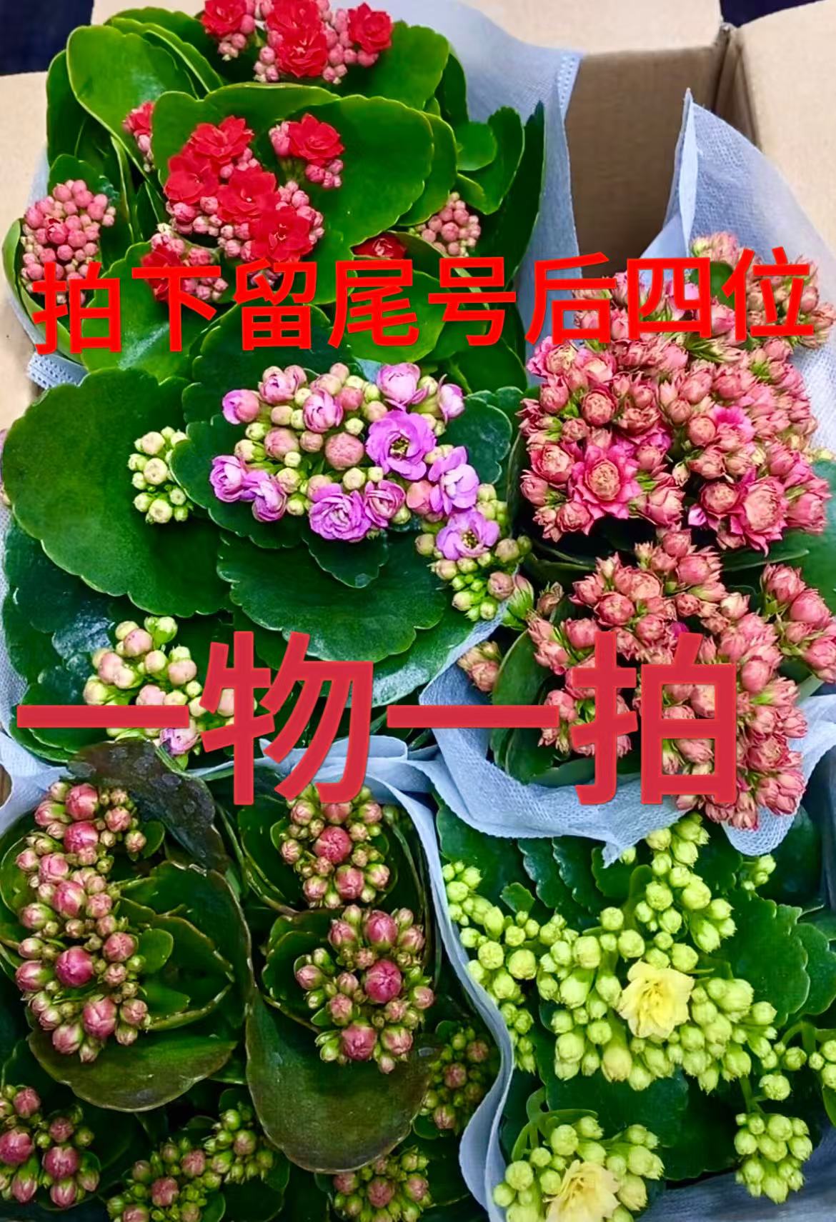 精品长寿盆栽低价处理，五盆一组