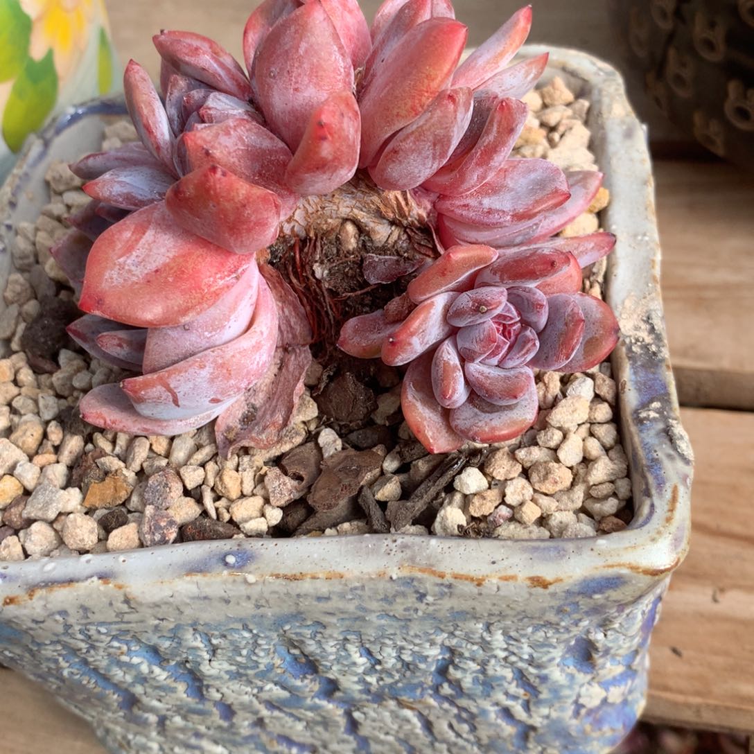 无花朵哈哈哈哈哈哈哈哈哈无砍6