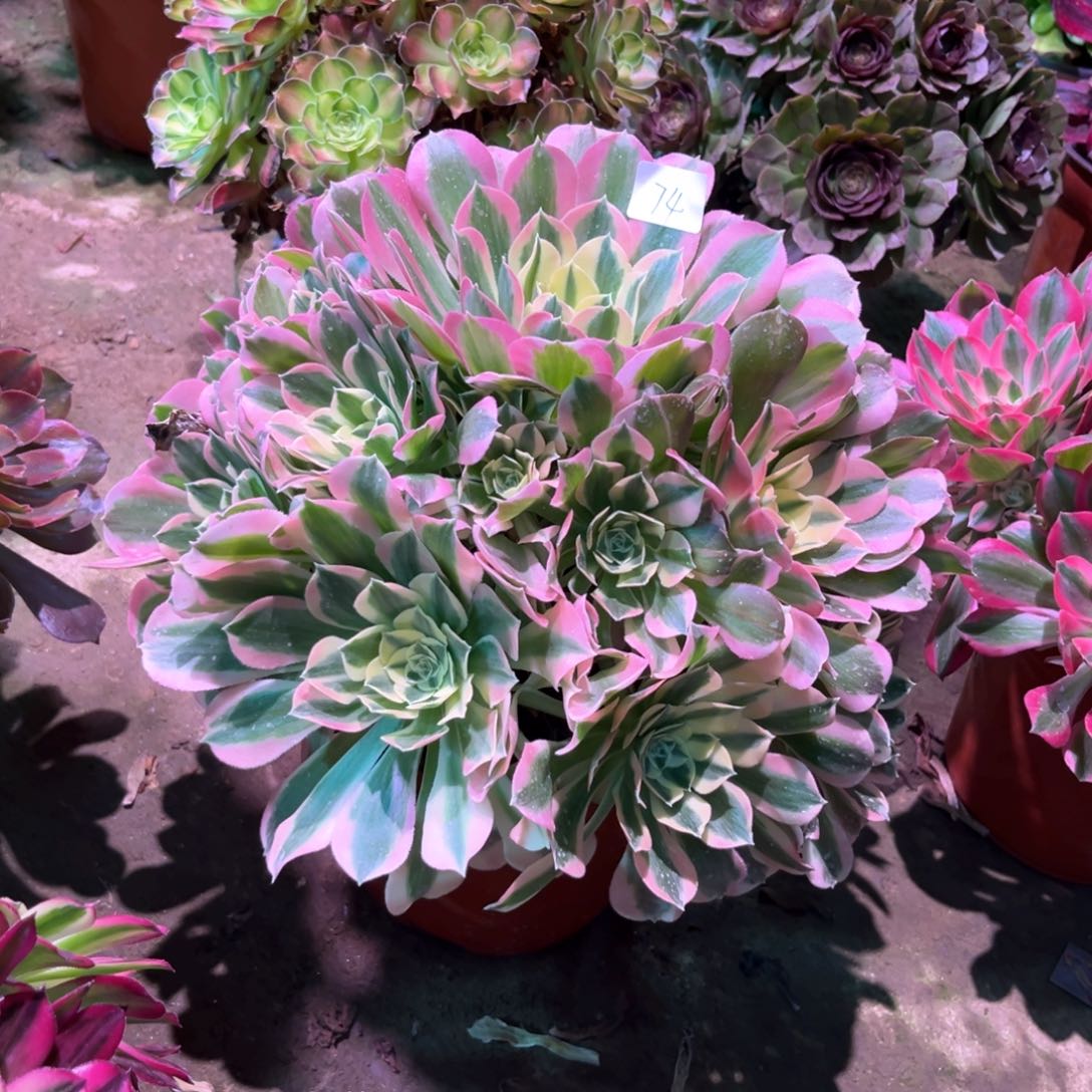 多肉植物白凤074