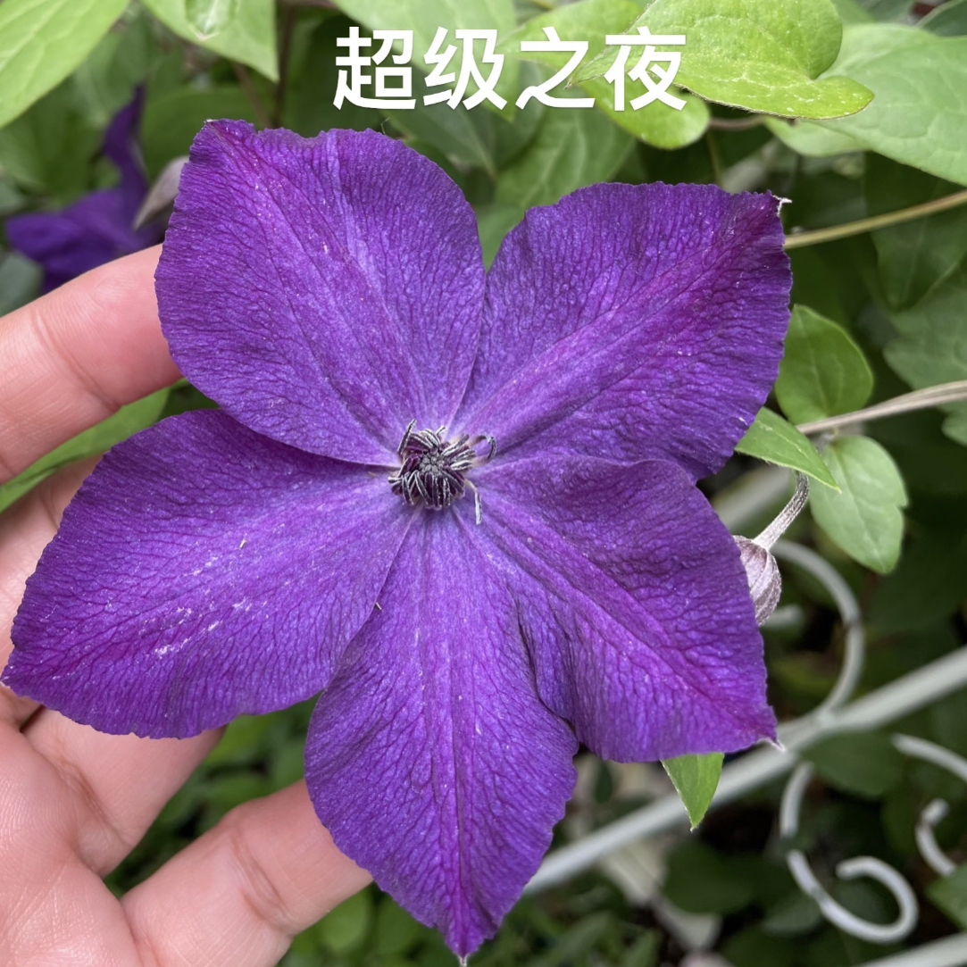 超级之夜 三类铁线莲