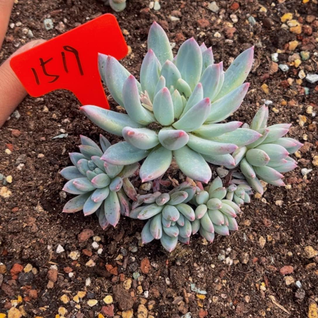 15197426号上午多肉植物群生多肉植物