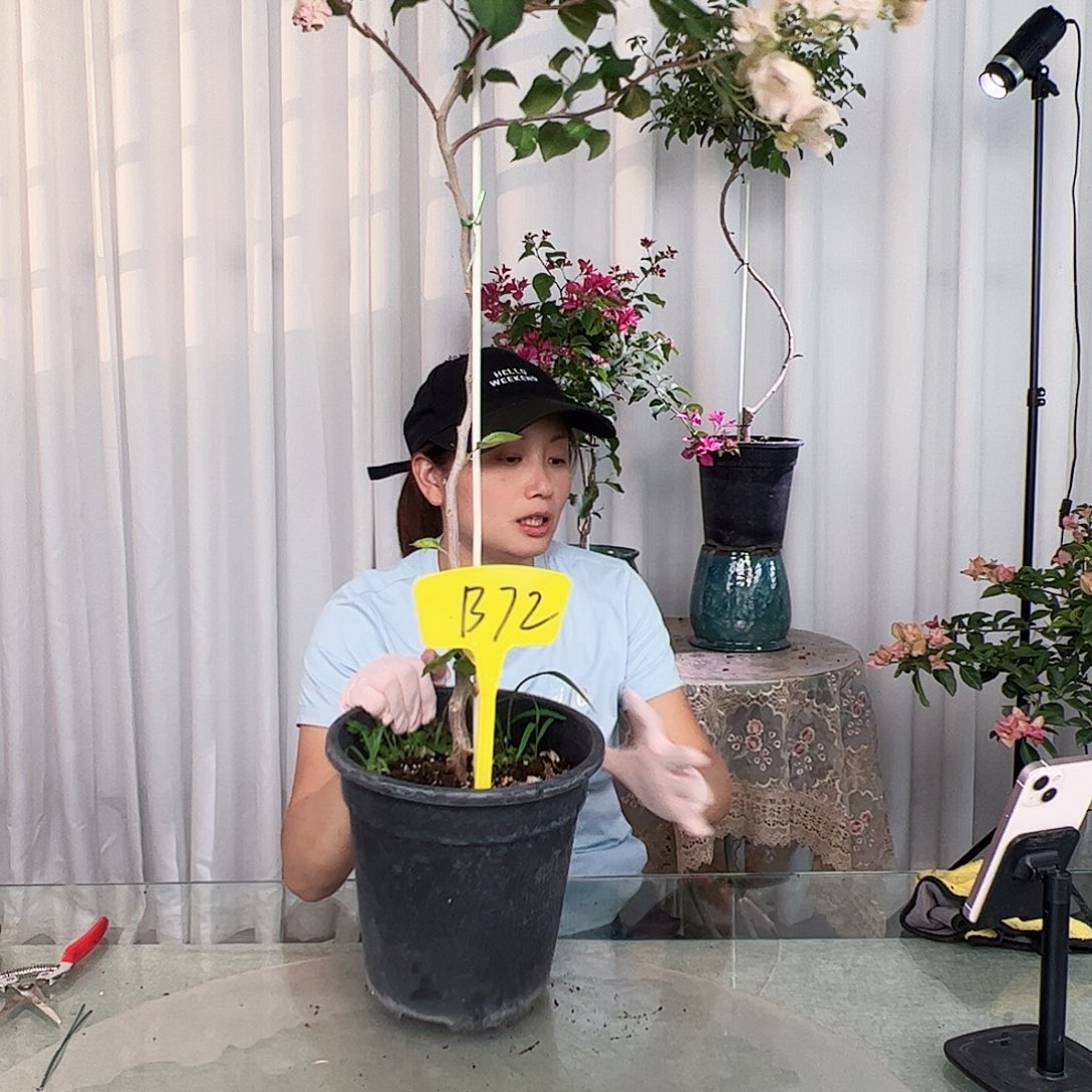 当前无花栽培后可以开花秋***宝B72暗斑丽人