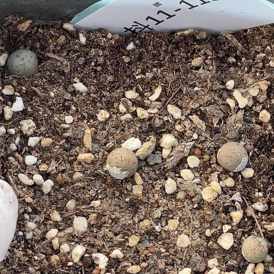 11-118奶油嘴苗多肉植物