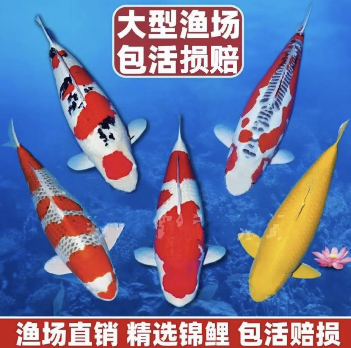 黄牌1-100号锦鲤观赏鱼包邮包开箱活包损，以直播间为准