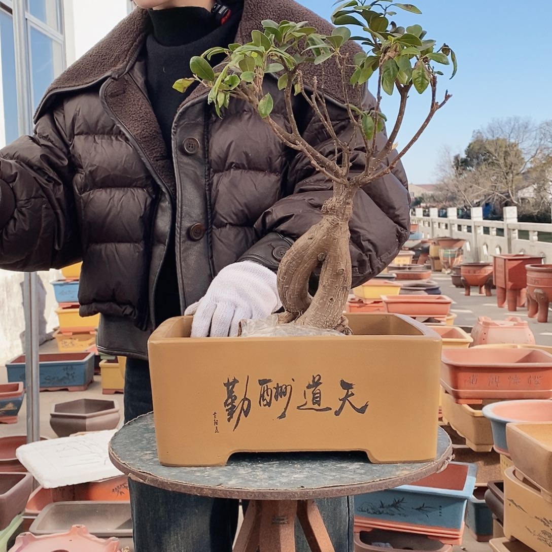 紫砂花盆紫砂花盆