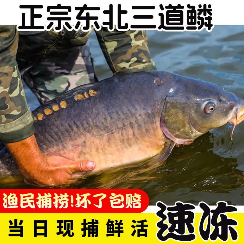 东北特产三道鳞鱼无鳞鱼框镜淡水鱼铁锅炖新鲜活鱼速冻发货整箱