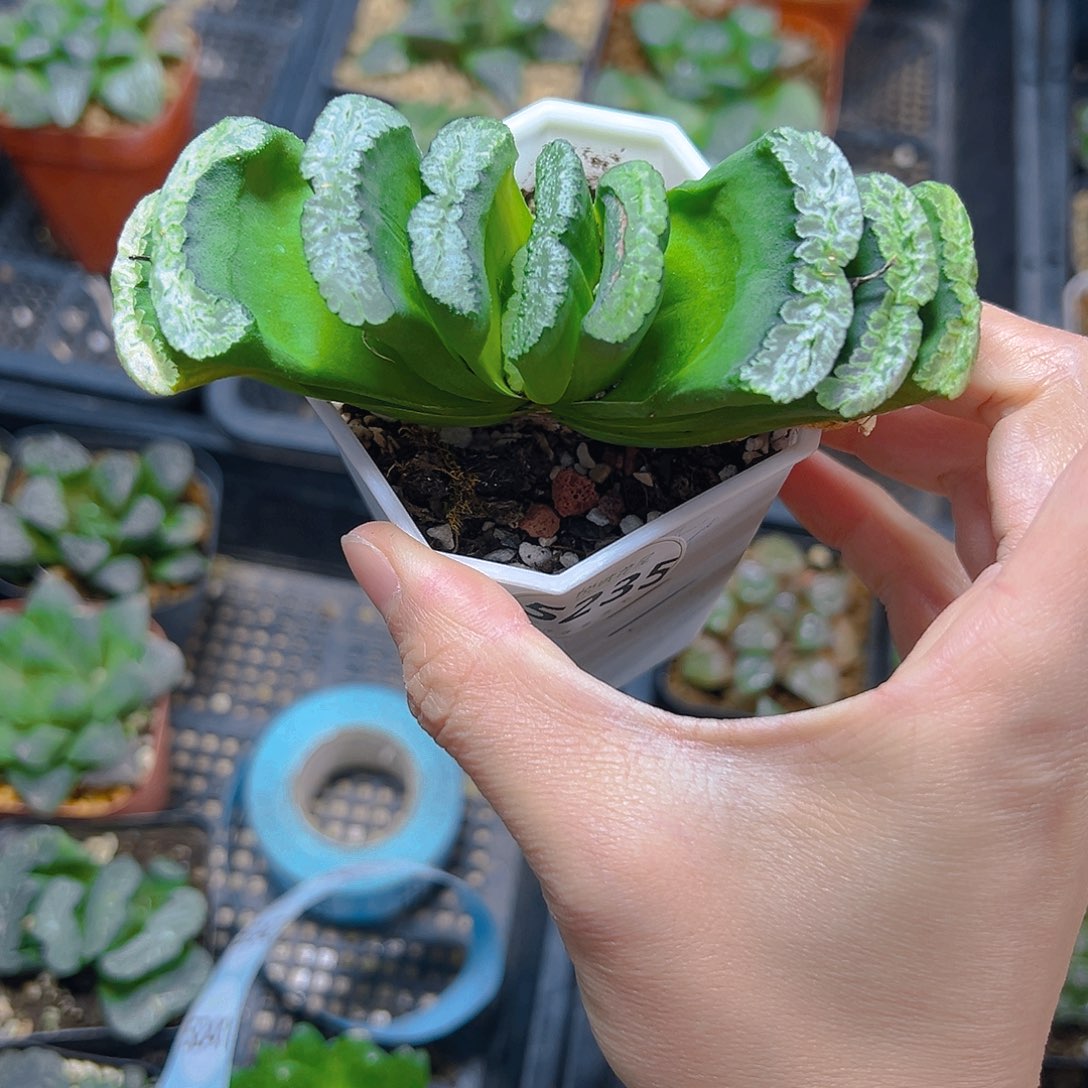 翡***翠5235多肉植物一颗