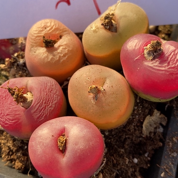 352一组一组一组