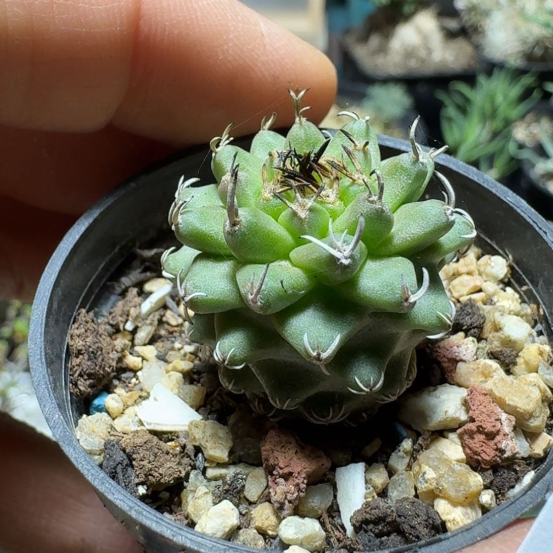 619赤花娇丽脱土发货