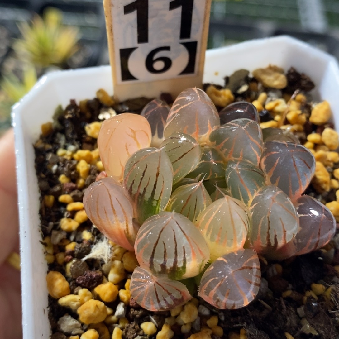 不开花植物116霓虹灯