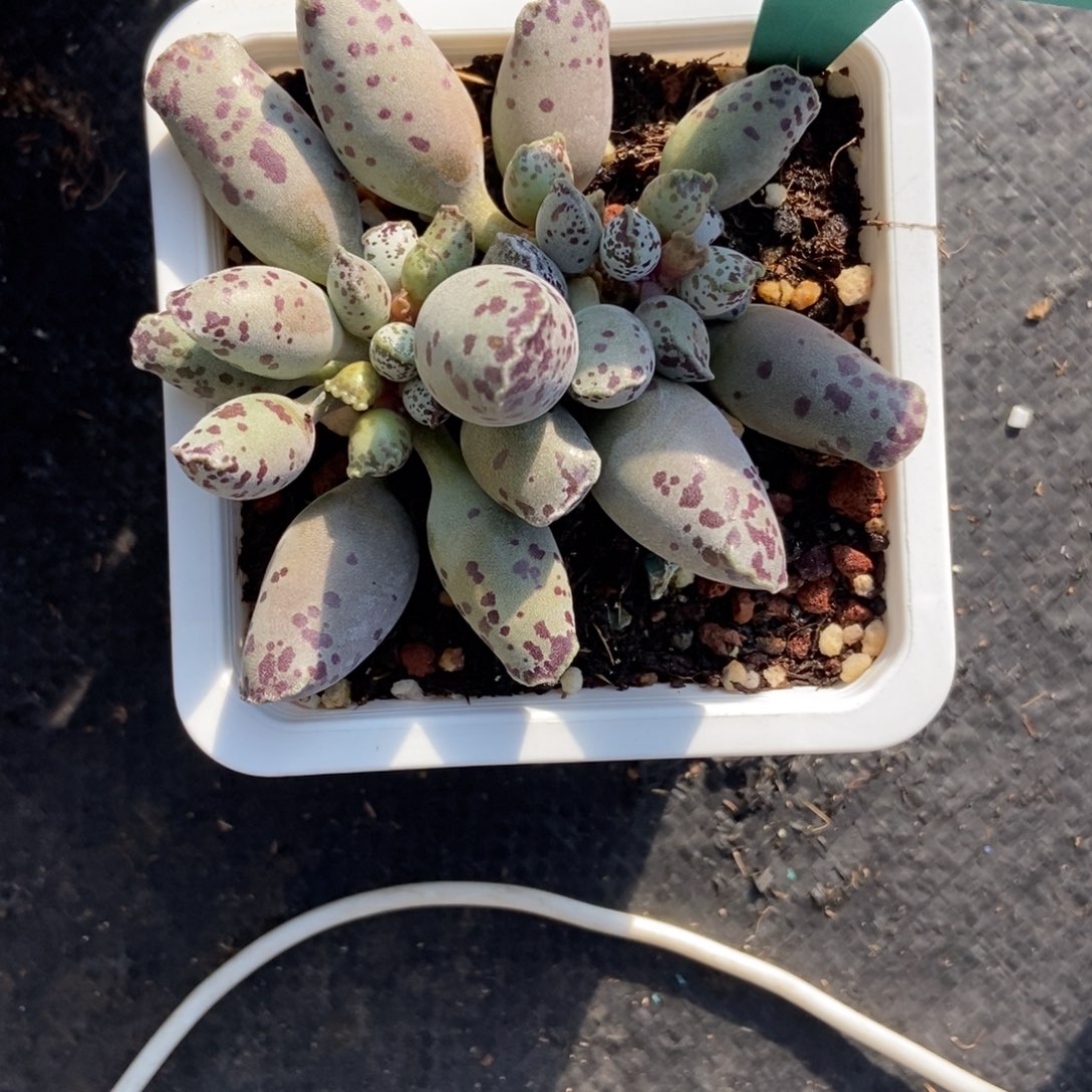 7037海豹多肉植物多肉