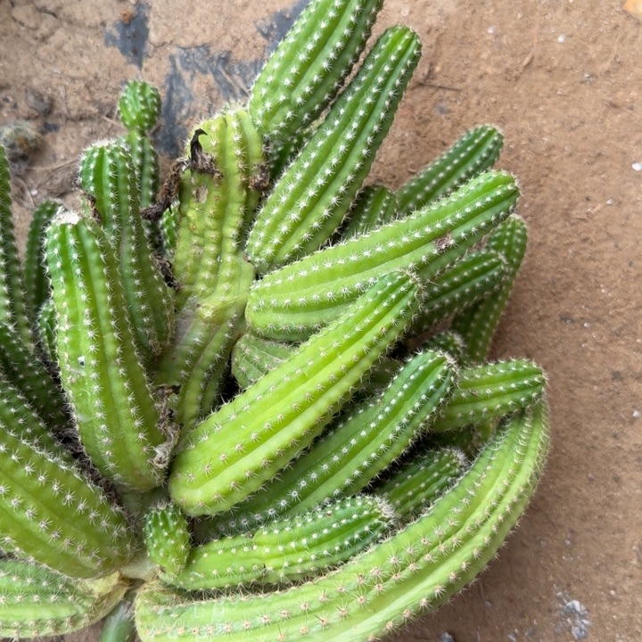 白檀仙人掌群生一群759