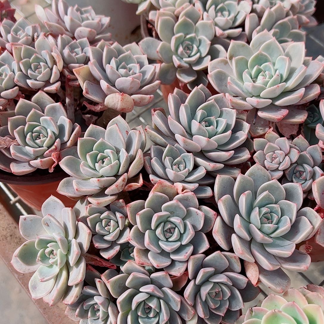 红粉佳人多头群生老桩