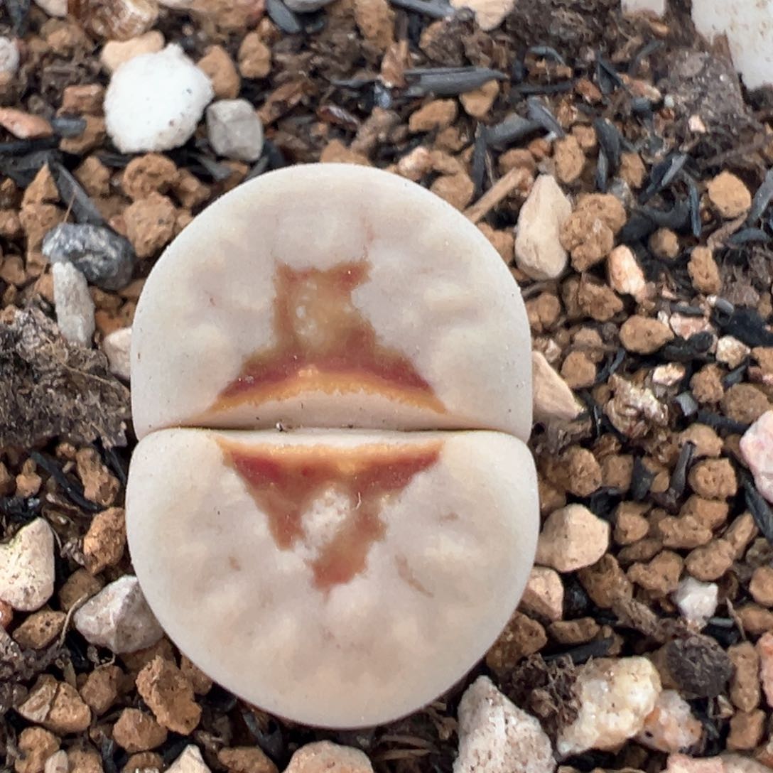 蛋****?21多肉植物百科知识