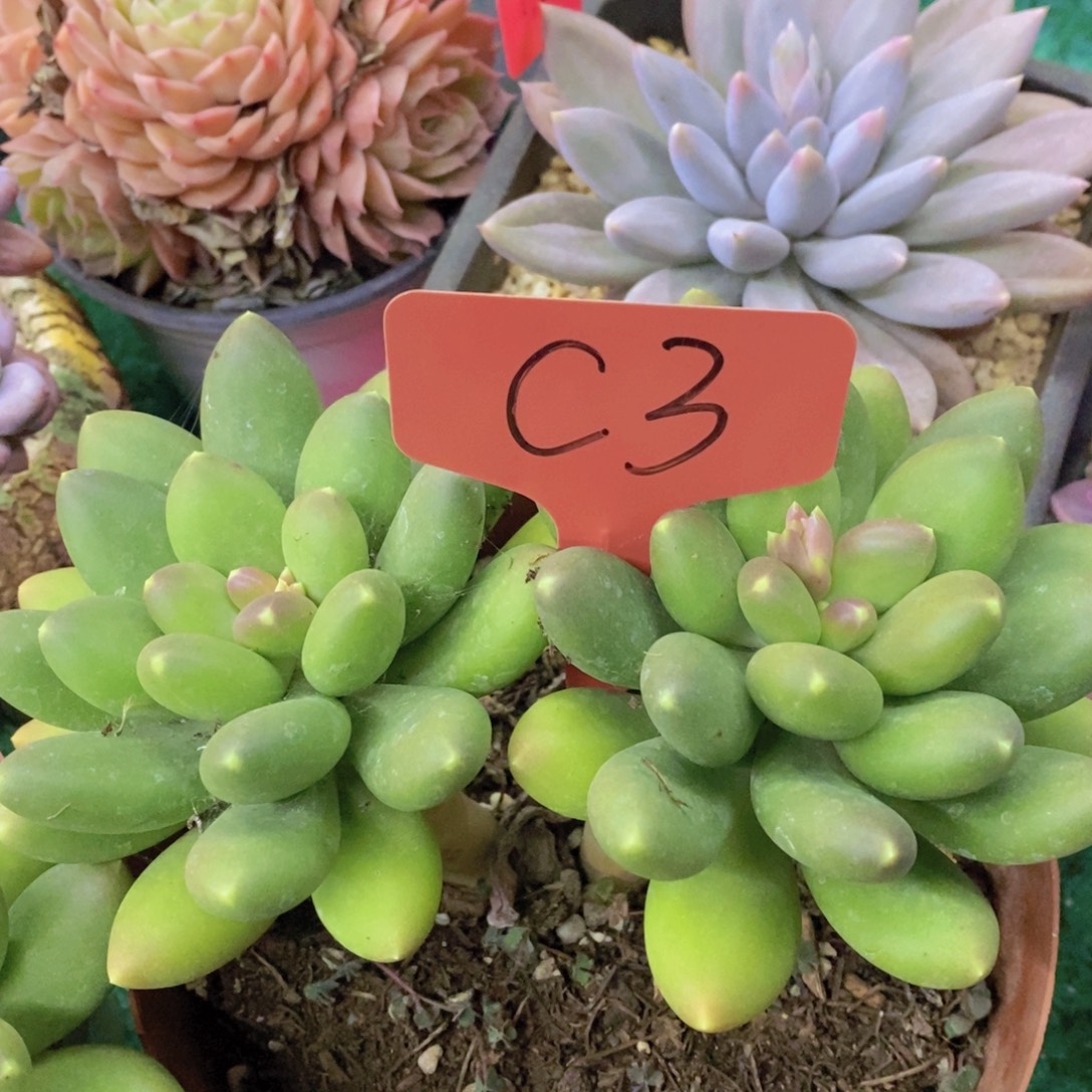 今天开心，精品多肉，一物一拍