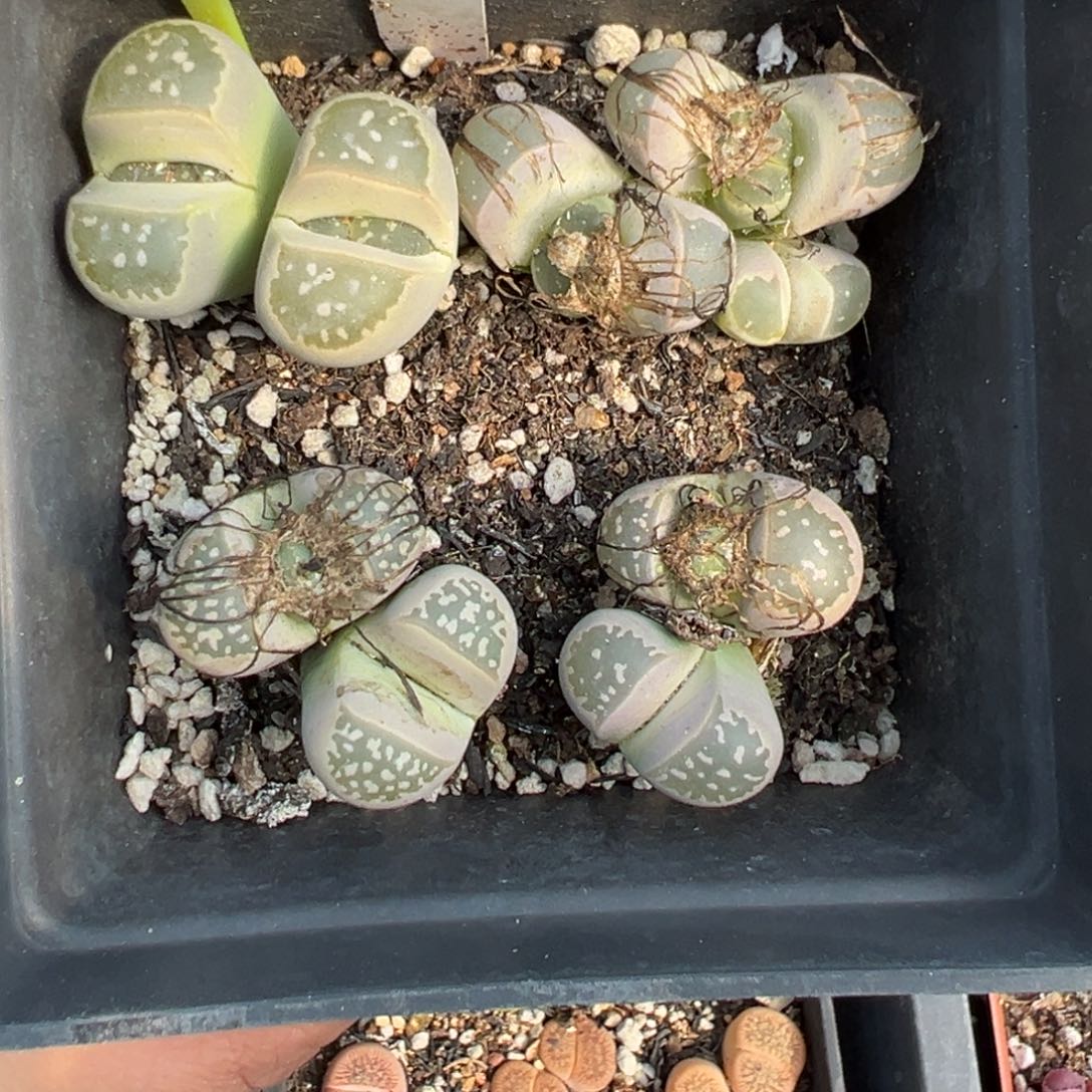 【闪购商品】503……