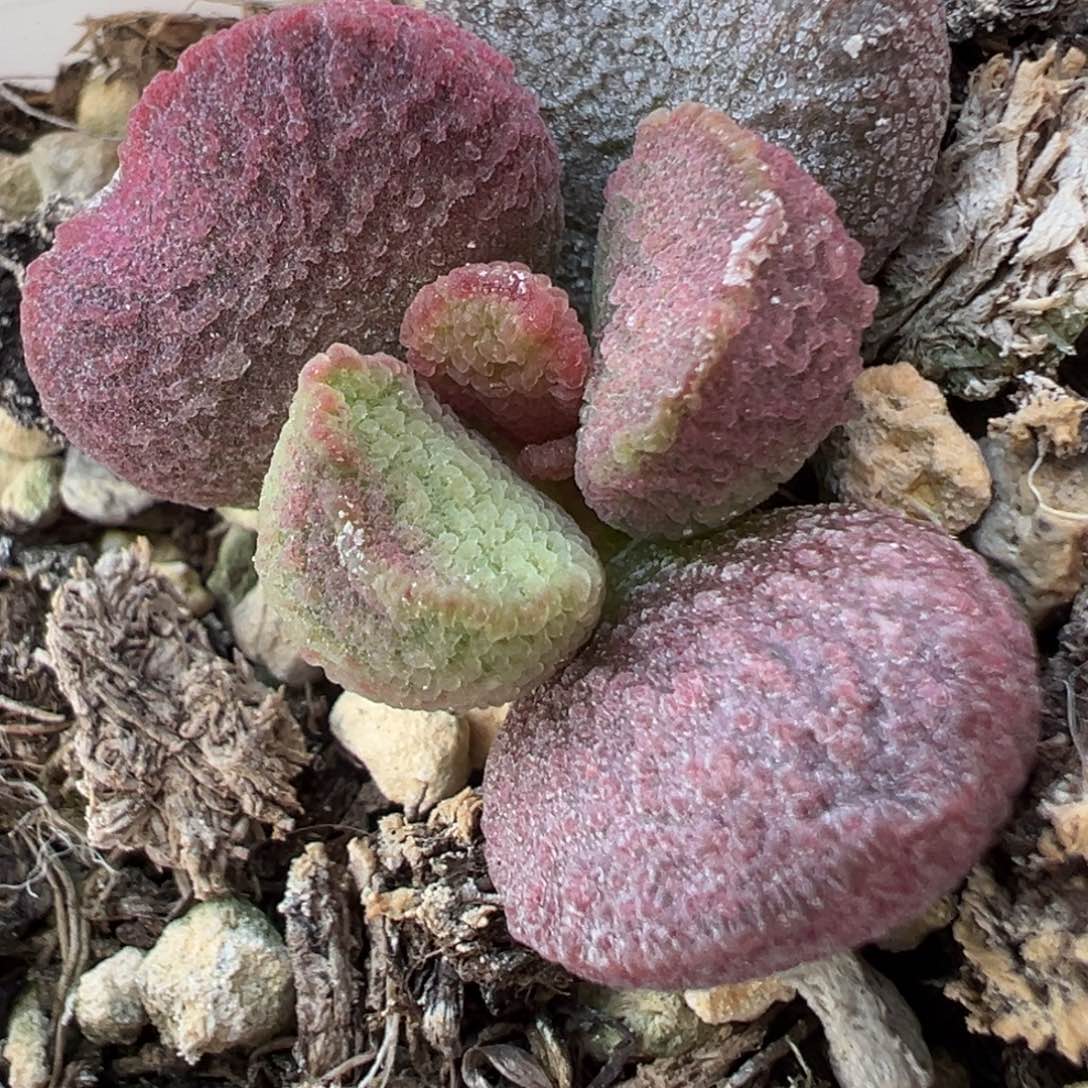 夏娃成株小花造型多肉植物水泡