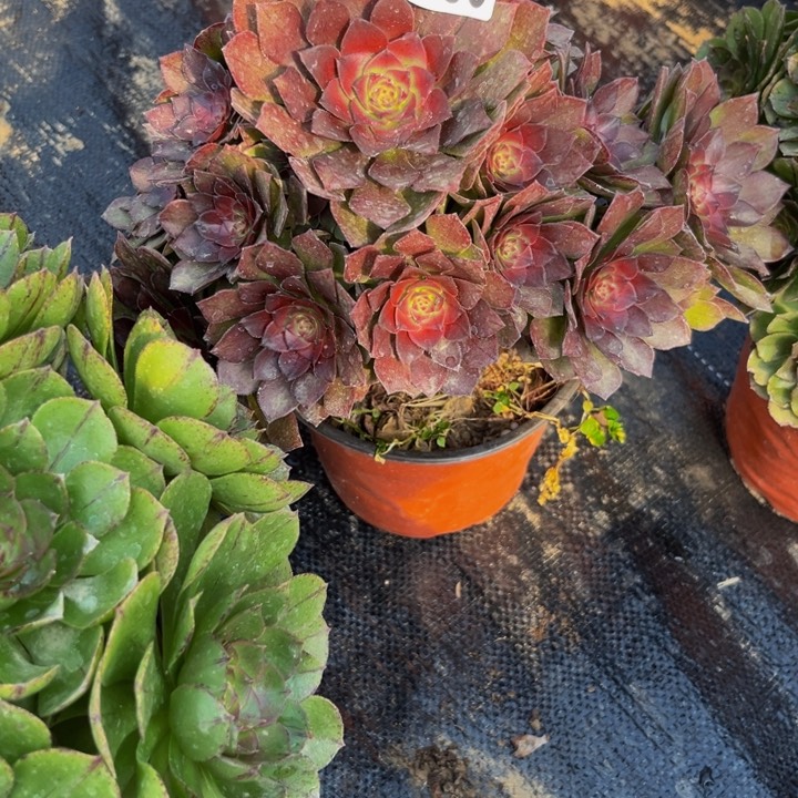 130多肉植物捧花