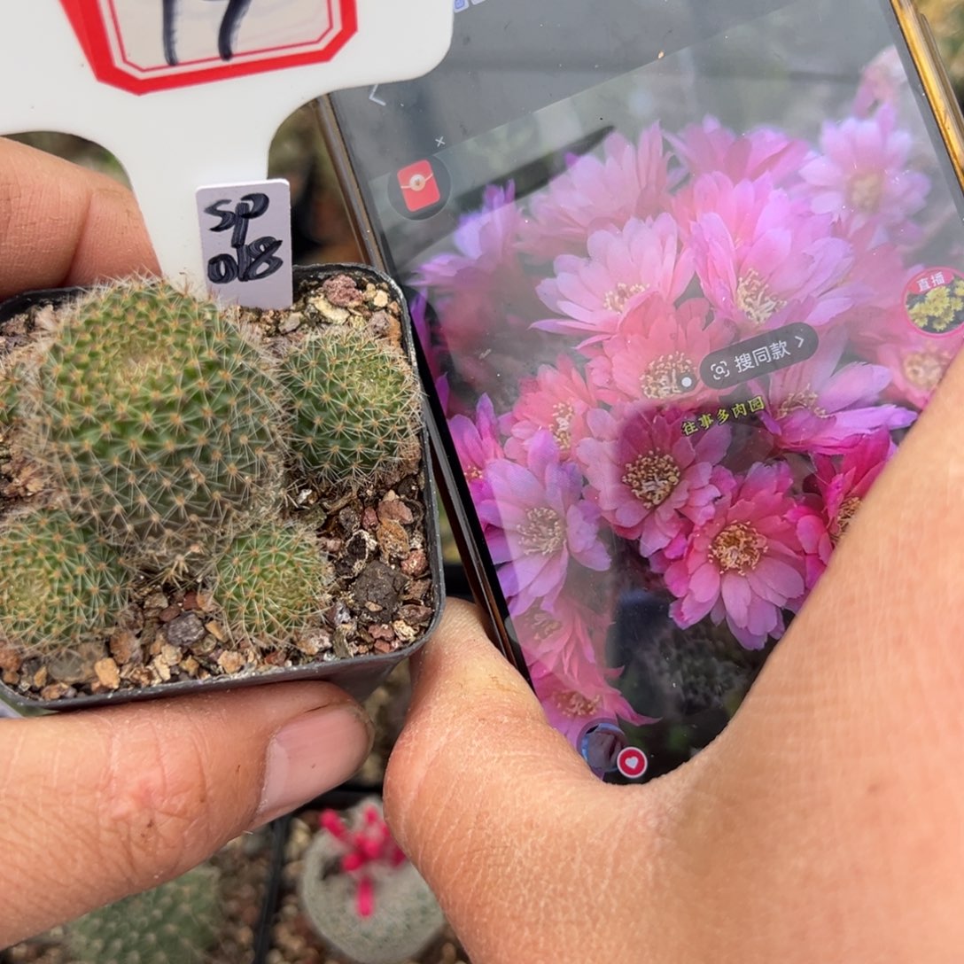 19往事多肉园仙人球开花了