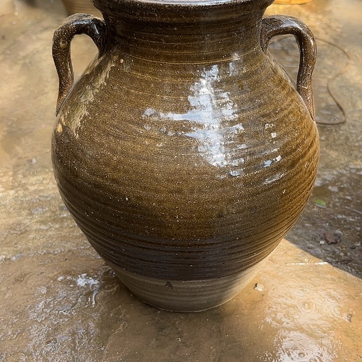 无花朵玫瑰花鲜花鲜花盛开