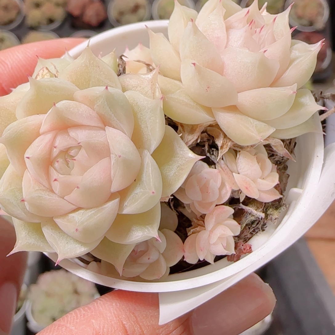 花语逸镜1130-134散