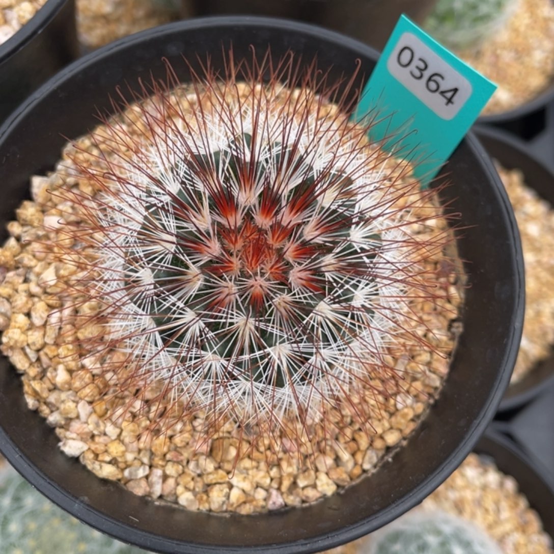 星***y0364。     实生根