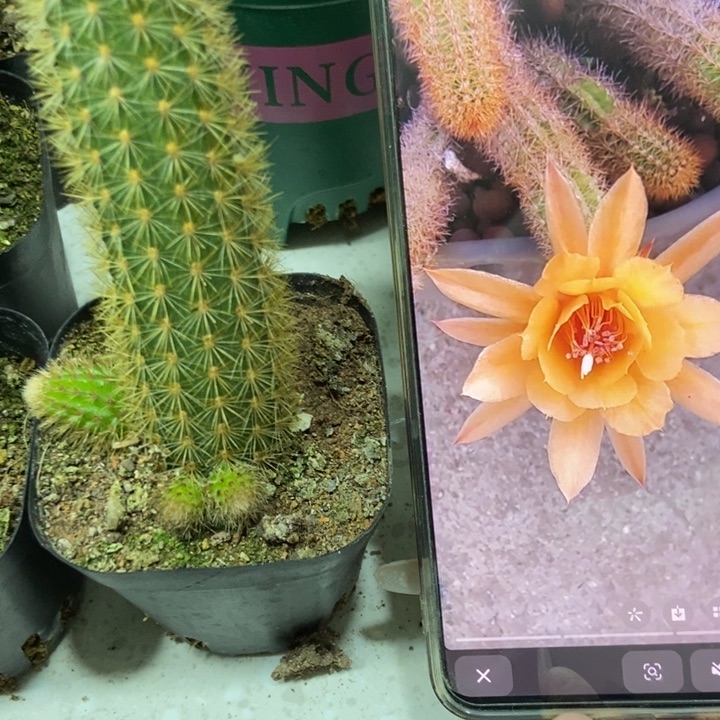 仙人球玛丽珍单个自根带崽