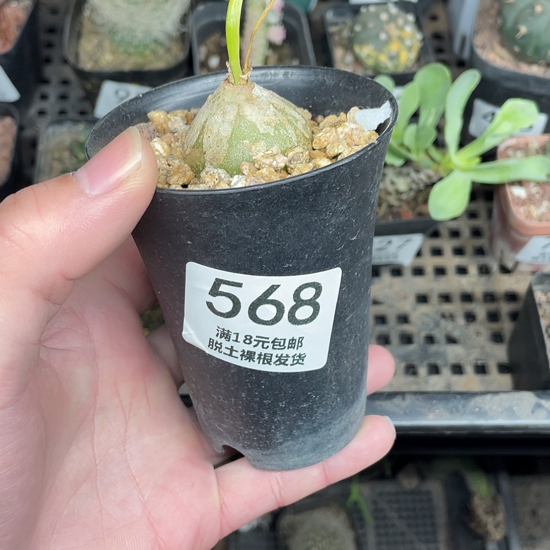 568苍角殿（满18包邮）