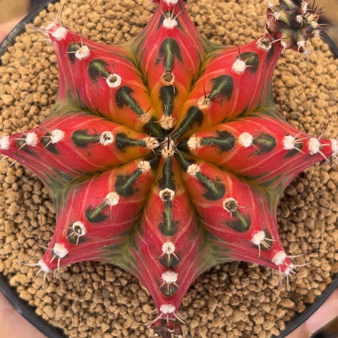 米哈肋骨仙人球13