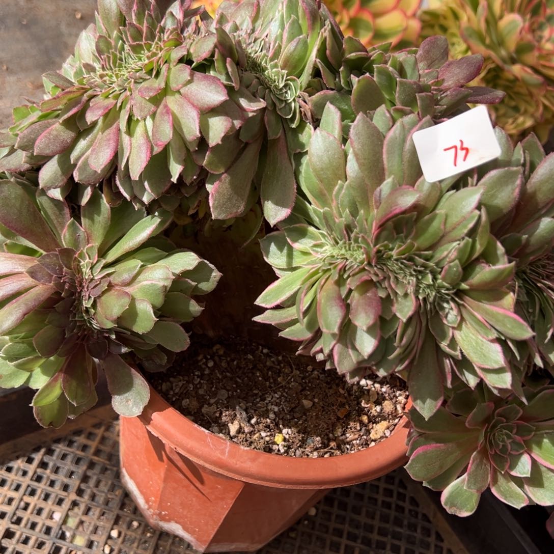 仓***眸73万花筒缀多肉洗澡了