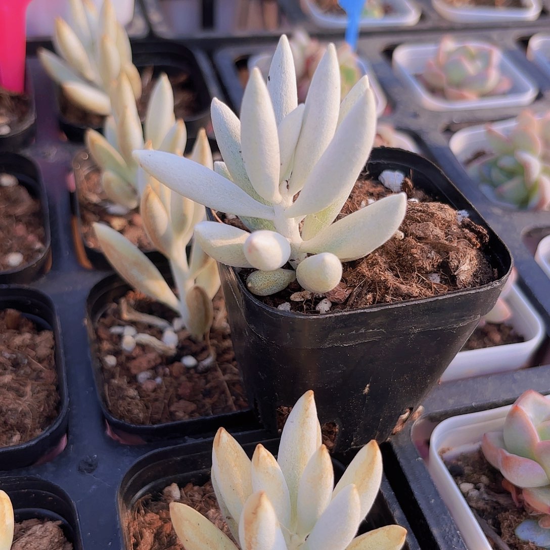 精品银月多肉植物