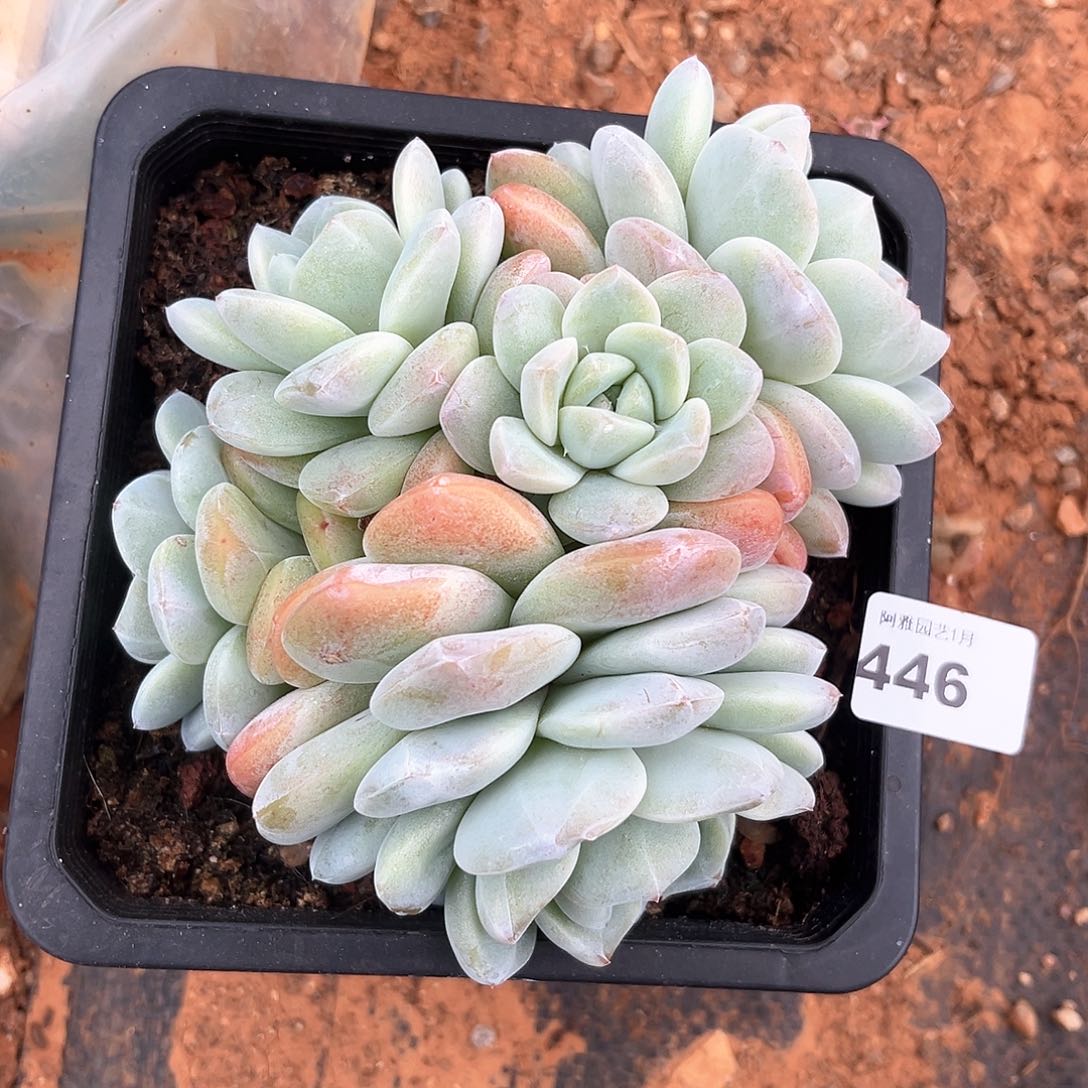 阿雅园艺。         脱土发货446