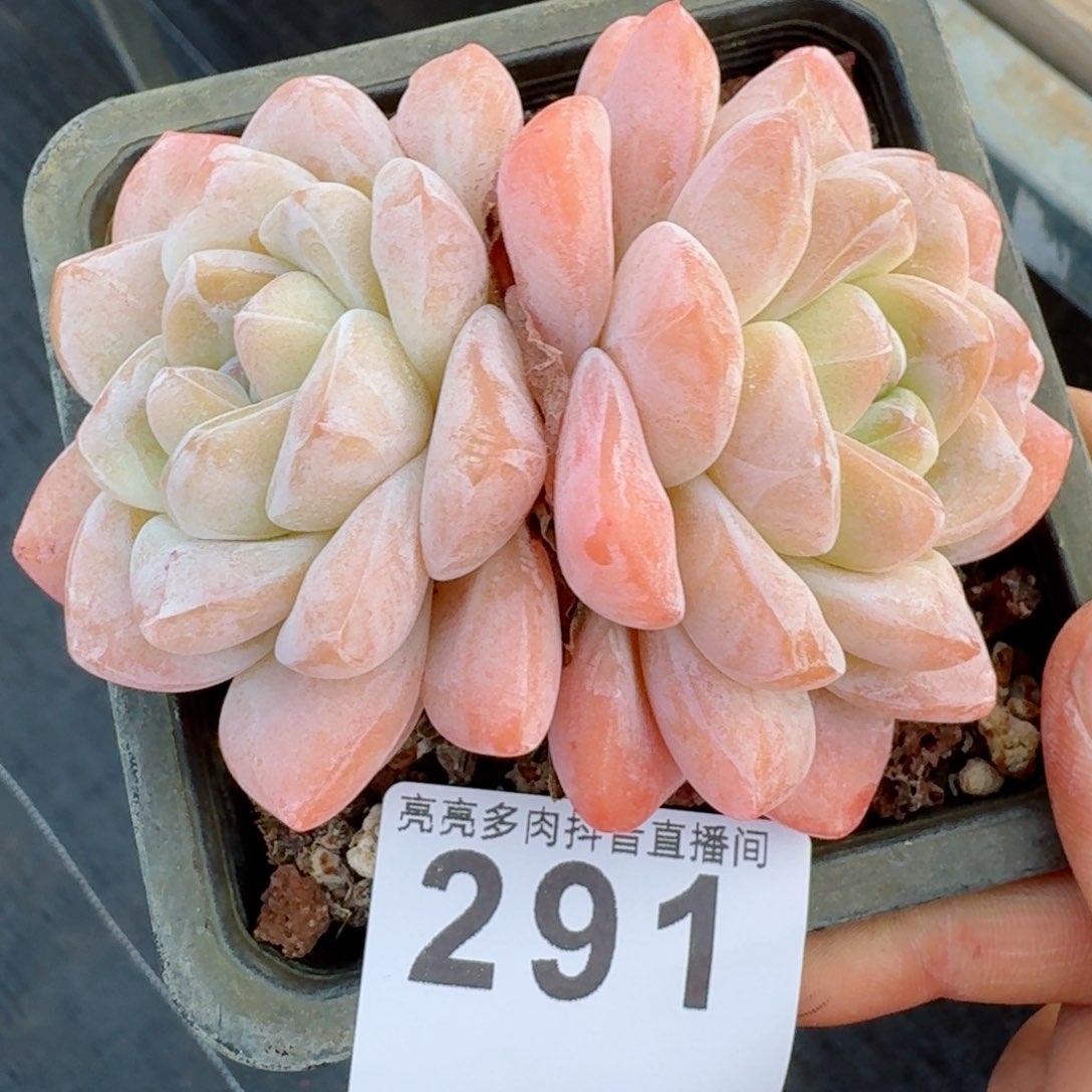 福利冰玉         多肉植物