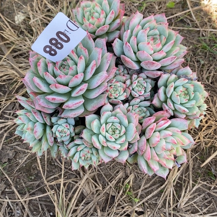 是***呀088tp多肉植物多肉