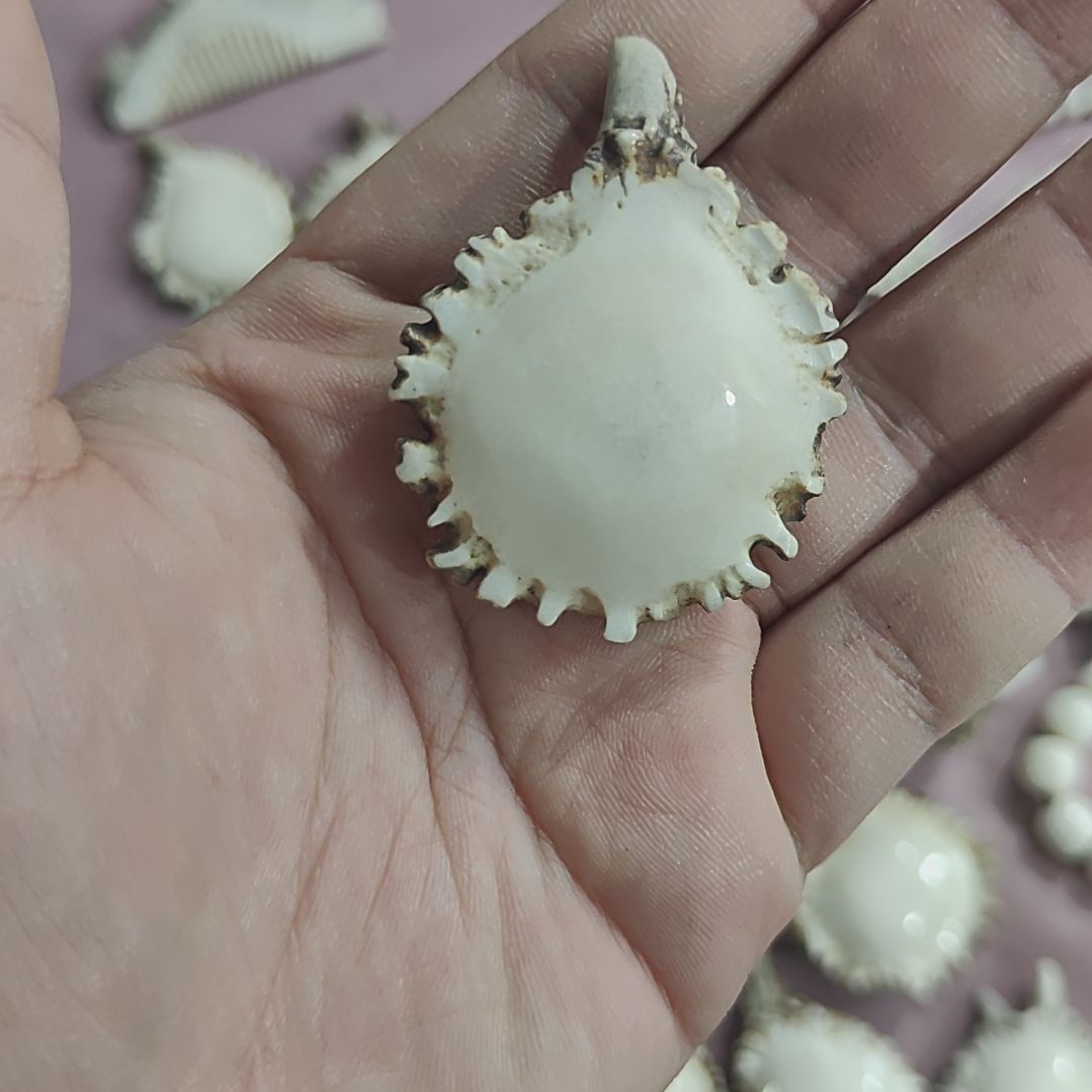 非金属鹿角精品小角