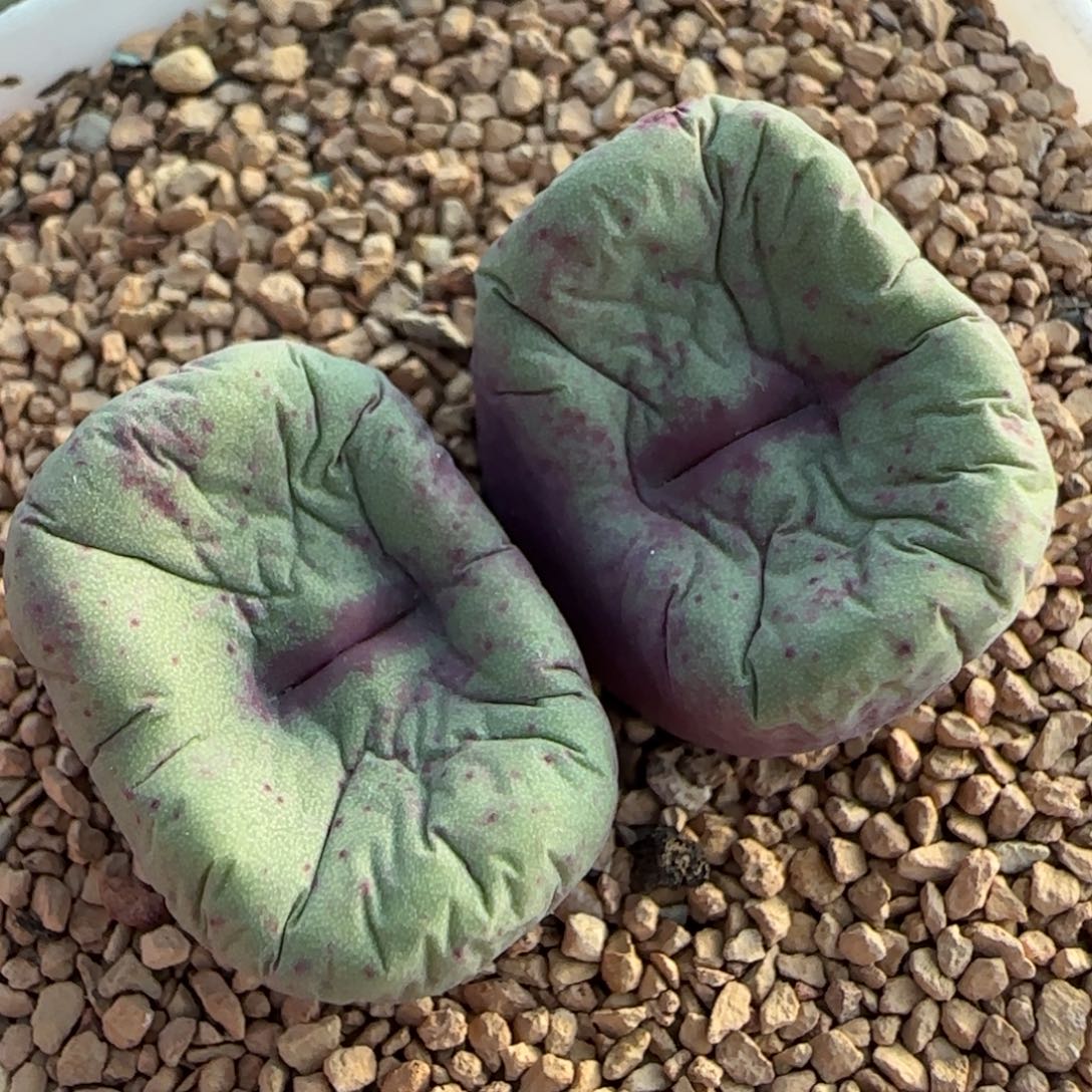 2.7多肉外播场RY1968双头母本2号