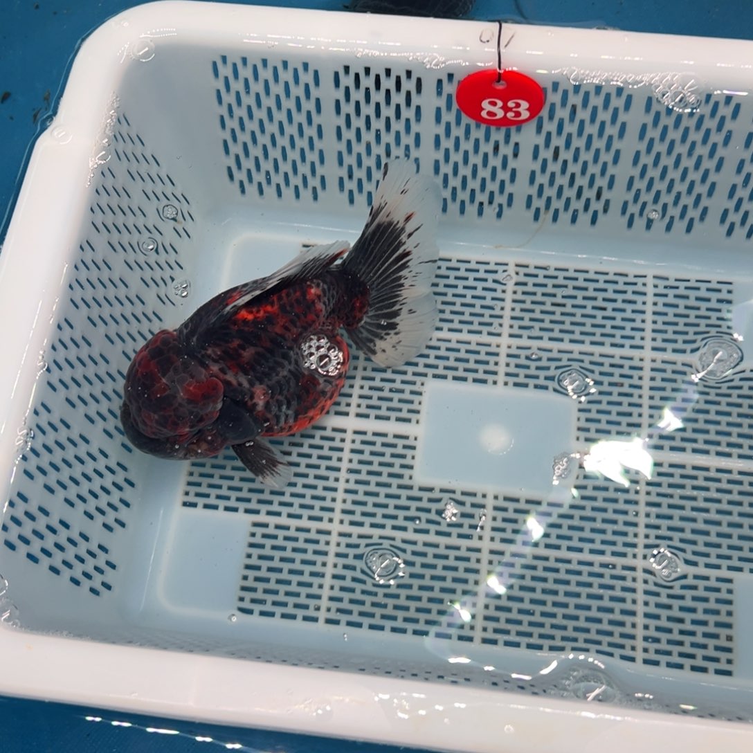 南***》海水鱼包邮和收藏家之事也就