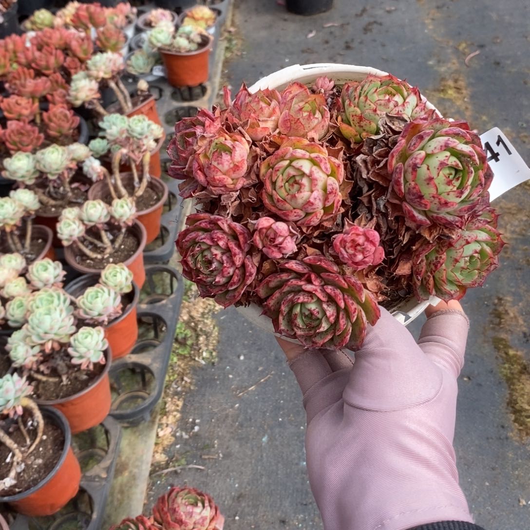 541贝拉多娜一物一拍