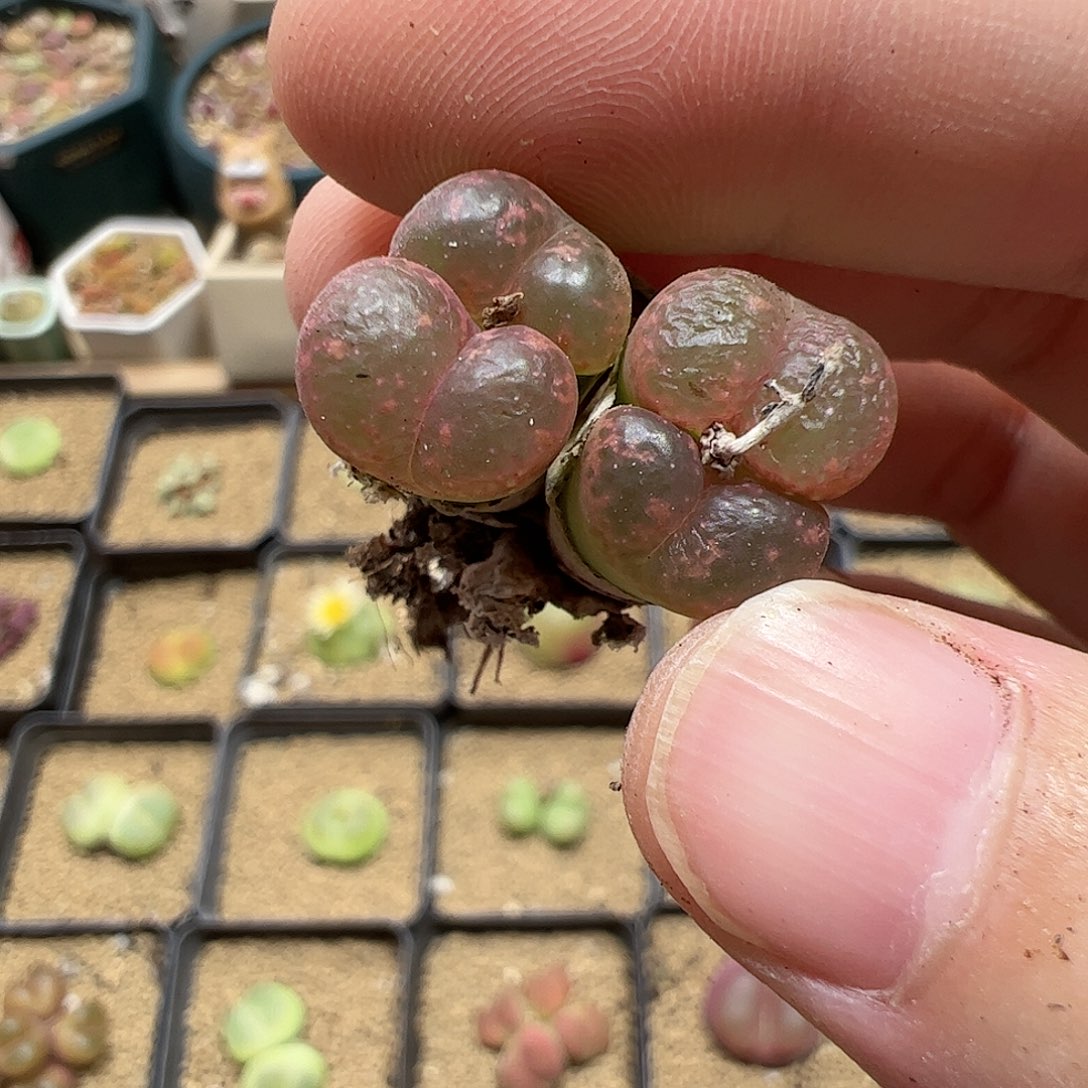 【闪购商品】128 勋章