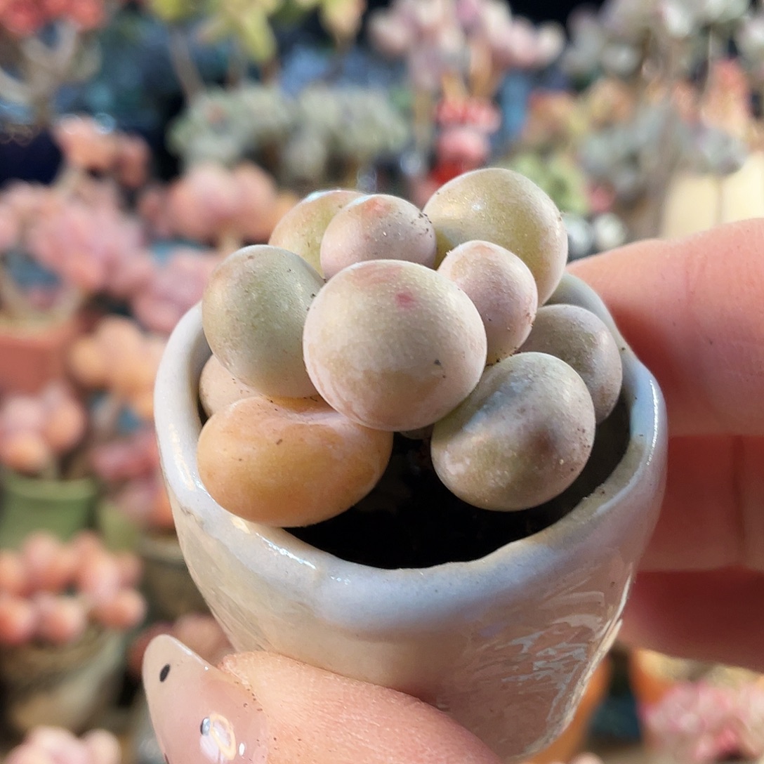 ****萌多肉植物的生长发育和生长发育等