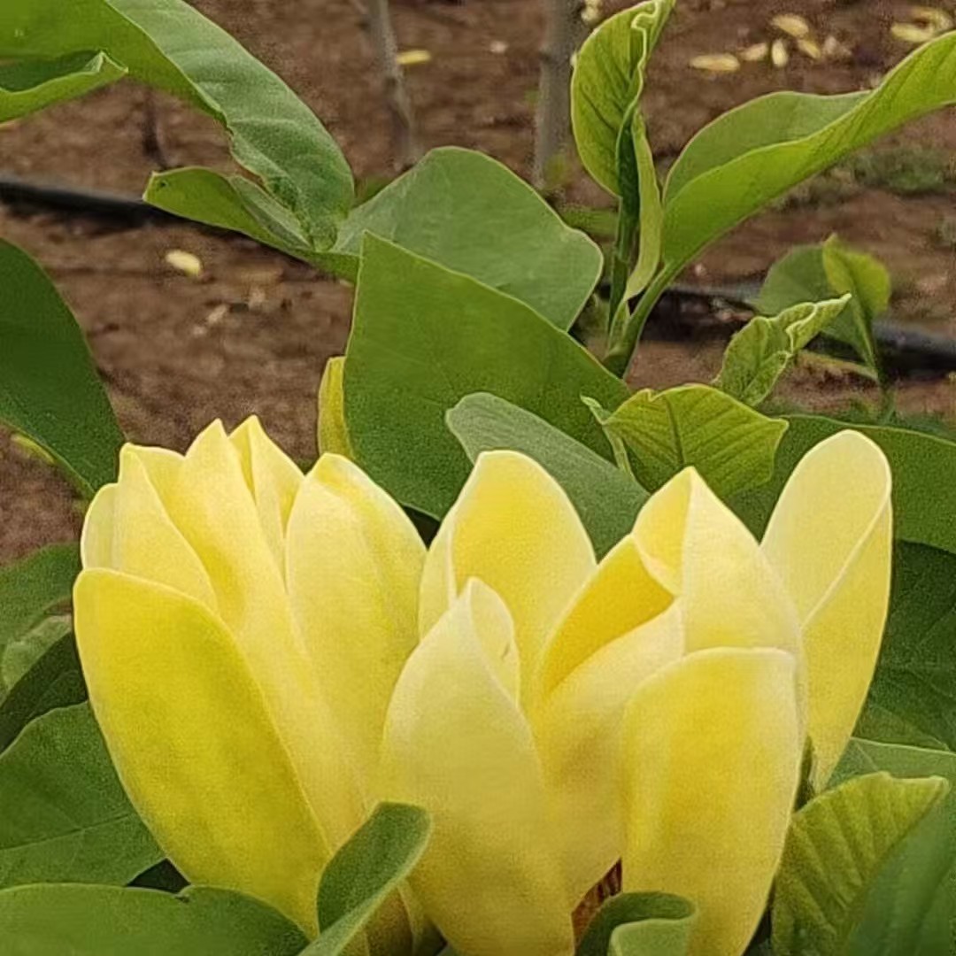 多季开花黄鸟玉兰花