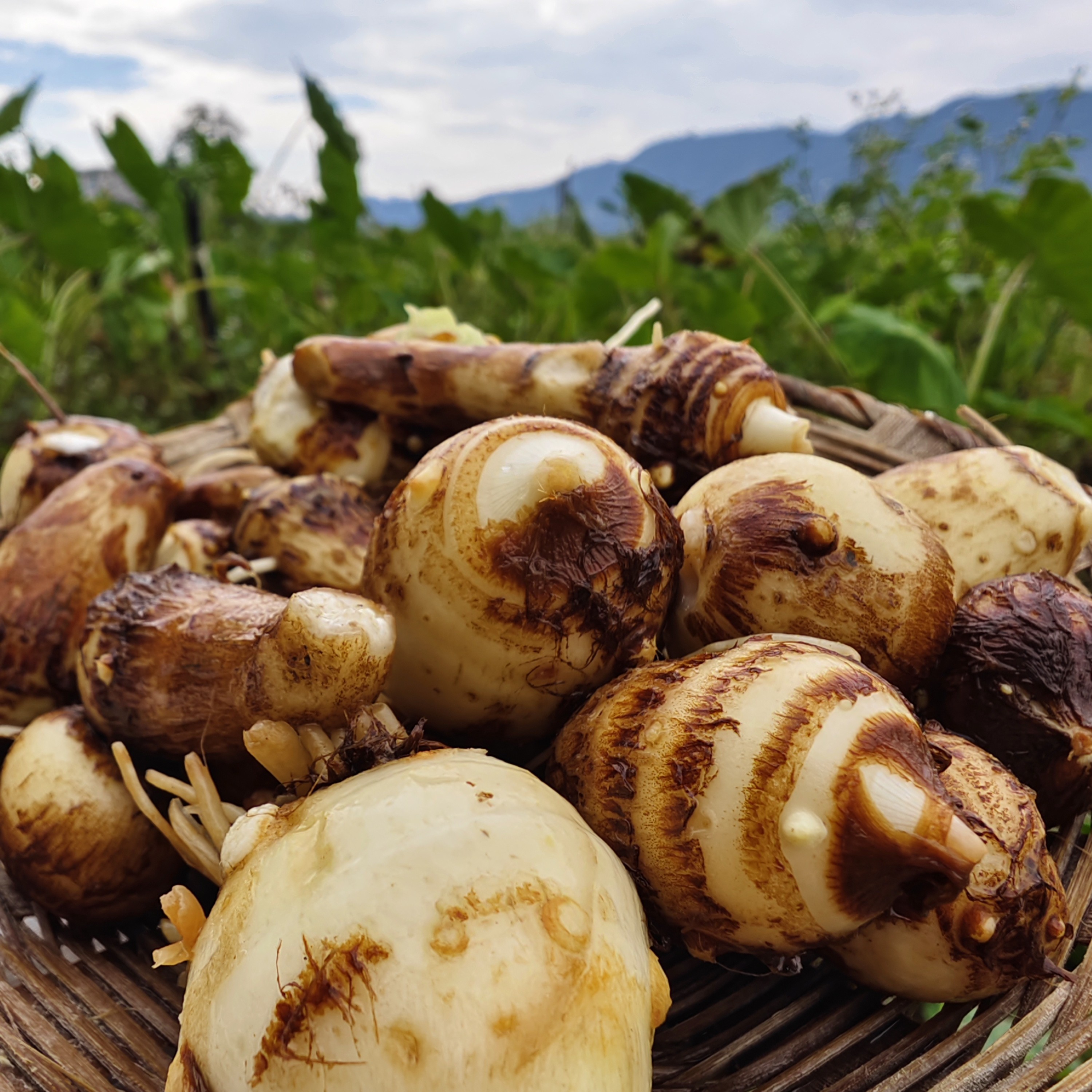 农家自种新鲜小毛芋牛奶芋头香芋产地直发现挖现发软糯香甜