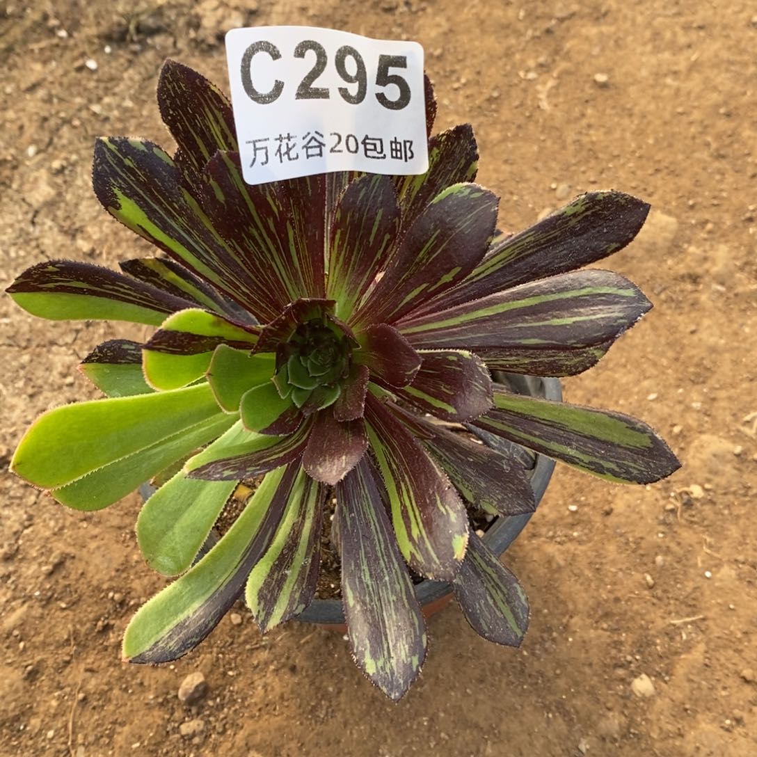 295水墨丹青多肉植物